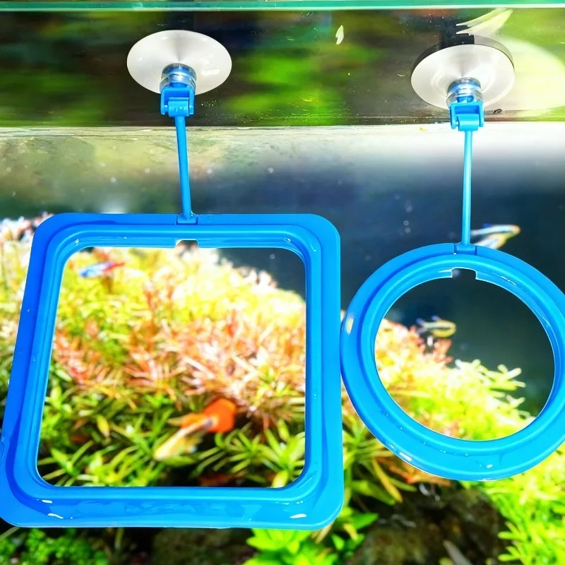 Anello per l'alimentazione del - Aquarium Fish Medicine recensione e prezzo