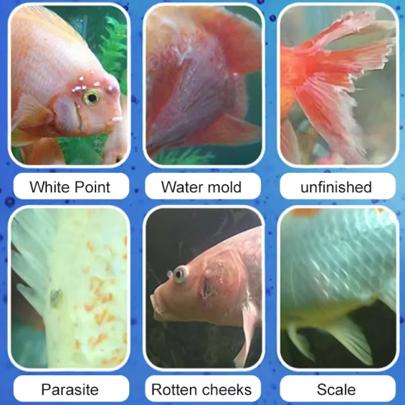 SIKEZHAN Trattamento malattie  - Aquarium Fish Medicine recensione e prezzo