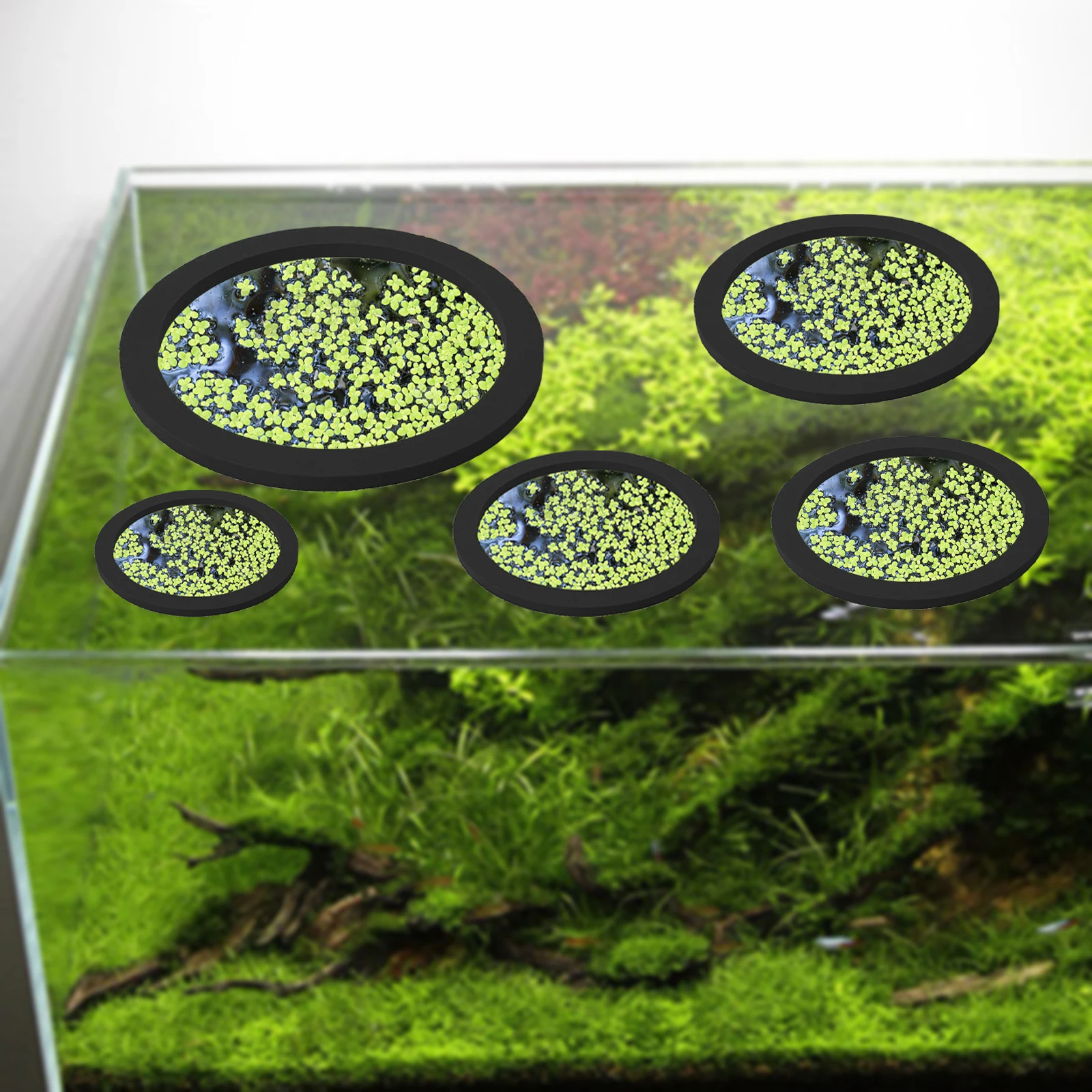5 pz EVA Anello di Alimentazio - Aquarium Fish Land recensione e prezzo