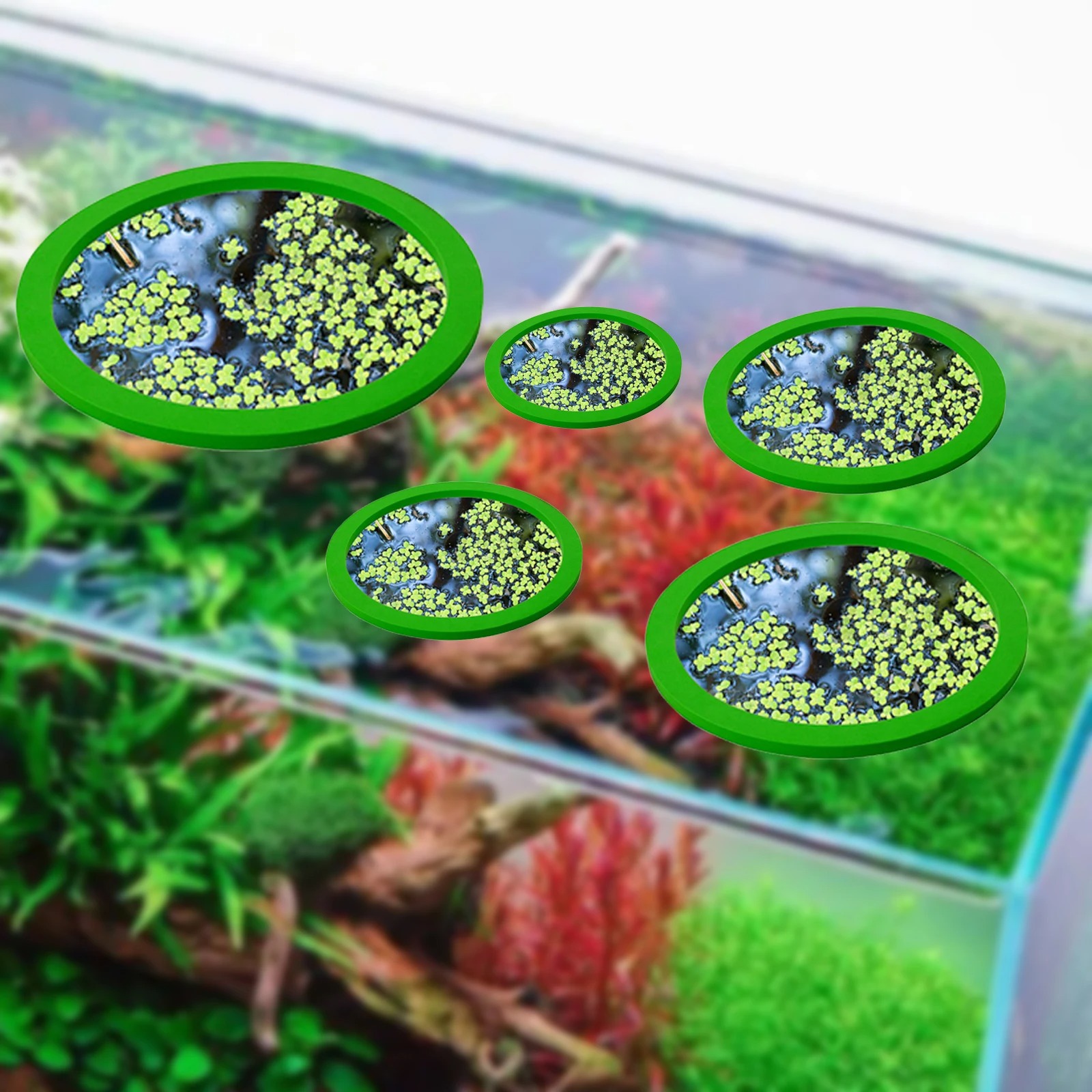5 pz EVA Anello di Alimentazio - Aquarium Fish Land recensione e prezzo